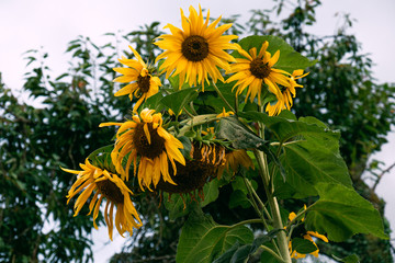 Sunflowers wilting, shot from below with trees in background