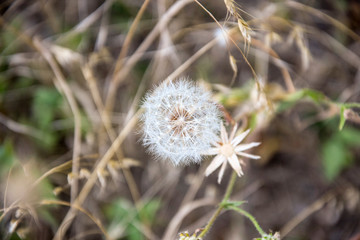 Big fluffy dandelion on a blurry natural background.