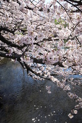 Obraz na płótnie Canvas Cherry blossoms at Meguro River, Tokyo, Japan