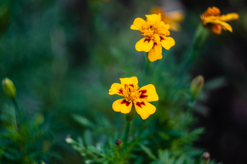 Marigold,yellow flower,Marigold tree,orange marigold,Marigold petals