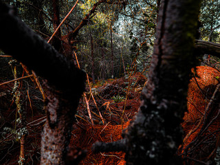pinos bosque naranja verde