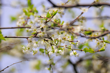 Blossoming of plum white flowers in spring time, natural seasonal background