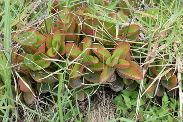 planta suculenta verde con rojo rodeada de paso verde