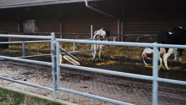 K&uuml;he auf dem Bauernhof