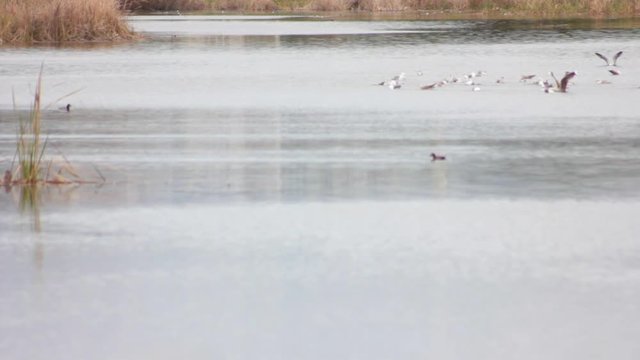 ria formosa