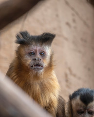 Fototapeta premium one monkey sapajus libidinosus looking