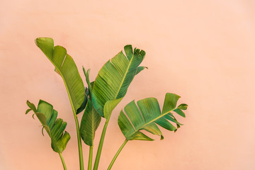 Banana plant leaves on a pastel orange/pink colorful wall background. 