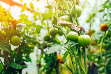 Tomatoes growing in a greenhouse. Vegetable growing concept