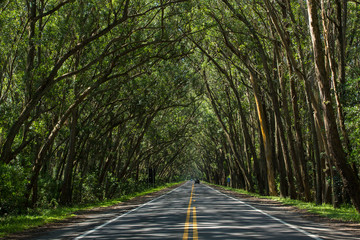 Fototapeta premium road in the forest / TUNEL VERDE BALNEÁRIO PINHAL RIO GRANDE DO SUL
