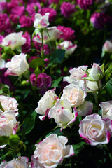 Obraz na płótnie Canvas bouquet of natural pink roses. selective focus