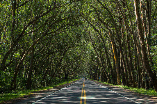 road in the forest / TUNEL VERDE BALNE&Aacute;RIO PINHAL RIO GRANDE DO SUL