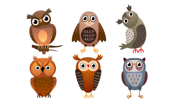 Set of various cute colorful owls. Vector illustration in flat cartoon style.