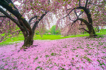 Central Park West buildings can be seen through the Cherry trees behind myriad of fallen Cherry petals on the lawn in Central Park New York City NY USA on May 04 2019.