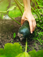 Harvesting zucchini in a greenhouse with hands
