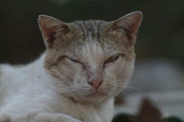 Cambodia, Siem Reap, Angkor Wat