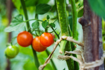 Tomatoes growing in a greenhouse. Vegetable growing concept