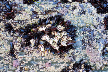 Goose neck barnacle, goose barnacle or leaf barnacle, Pollicipes pollicipes.