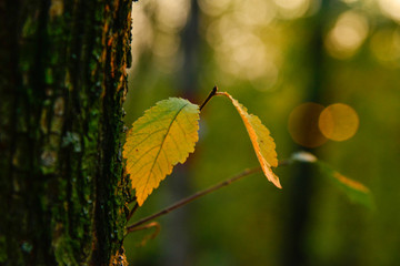 autumn leaves on a tree branch