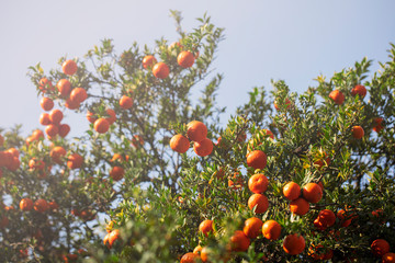 Orange Tree, citrus, sunlight comes to tangerine tree