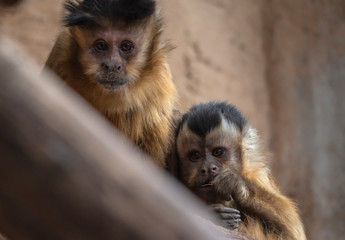 one couple of  monkey sapajus libidinosus