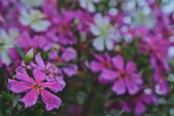 Fototapeta na wymiar pink flowers in the garden / FLOR JARDIM RIO GRANDE DO SUL