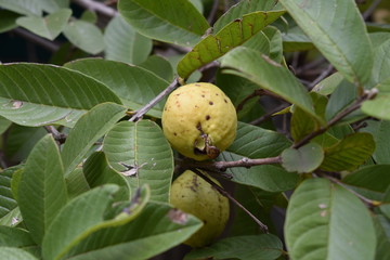close up de fruto amarillo rodeado de hojas verdes
