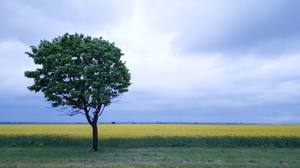Fototapeta na wymiar A lone tree next to a sugar beet