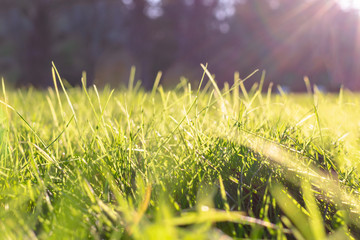 Fresh green leaves of grass with sparkling drops of dew in a meadow in a field close-up in morning bright sunlight. Natural background of spring or summer plants with sun shine. Copy space.