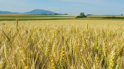 wheat field
