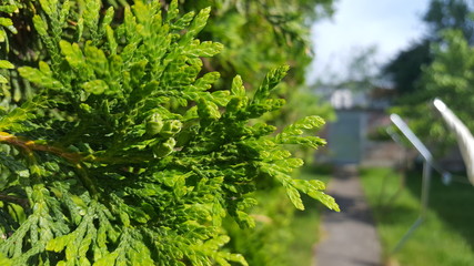 thuja