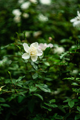Fototapeta premium white roses bloom in the garden, closeup roses, buds of white roses on a green background