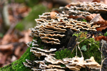 Pilz am Baum, Baumpilz