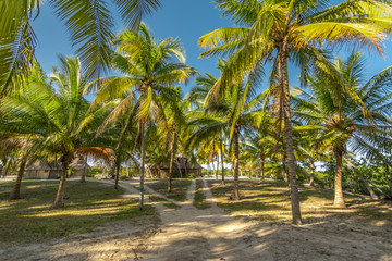 road across palm tree field