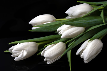 Obraz premium Elegant white tulips on black background. Postcard in dark key