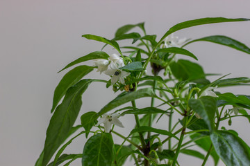 Pepper seedlings grow from seed at home. Plant with white flowers and buds on a light background. Close-up..