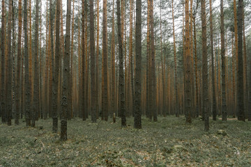 Silence in the pine forest in the autumn season.