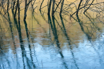 The surface of the lake, covered with thin ice and trees with their reflection in the water of the lake. May be a screensaver or background.