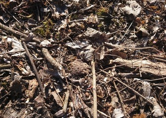 boughs and grass in the forest