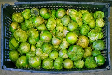 Crate of green tomatillo (Mexican husk tomato)