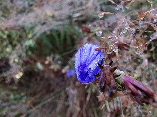 blue flower