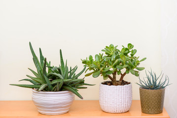 Home gardening. Indoor plants in flower pots in garden room.
