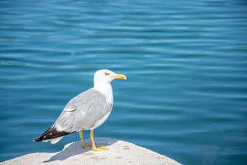 Fototapeta na wymiar One seagull sitting on the pier and poses to me. Very nice close up photo of wild seabird with space for text.