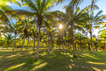 Obraz premium sun ray throught palm trees