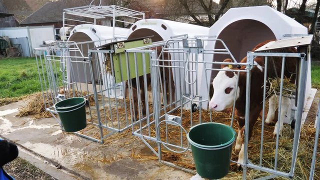 Kleiner Junge f&uuml;ttert ein Kalb auf einem Bauernhof