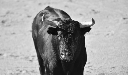 toro español poderoso con grandes cuernos