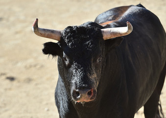 toro español poderoso con grandes cuernos