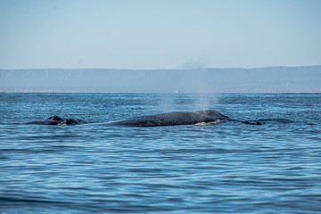 Humpback Whales-  Mama and Baby