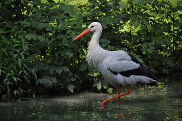 A white stork walks through the water in the wild. (Ciconia ciconia)