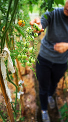 Woman caring for growing tomato fruits in a greenhouse