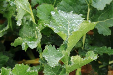 Wassertropfen auf den Gemüseblättern